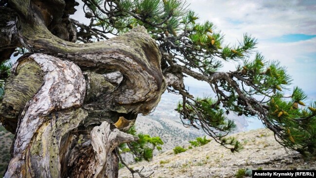 Самые яркие крымские фотографии недели (фотогалерея)