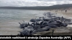 Awtraliýanyň kenary. 2018 ýyl.