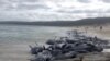 На новозеландське узбережжя вдруге за тиждень викинулися дельфіни