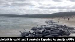 «Китові пляжі» є звичайним явищем у австралійському регіоні, але таких масштабів не було з 2009 року (фото ілюстративне)