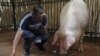 'Psychic Pig' Has 66 Percent Accuracy
