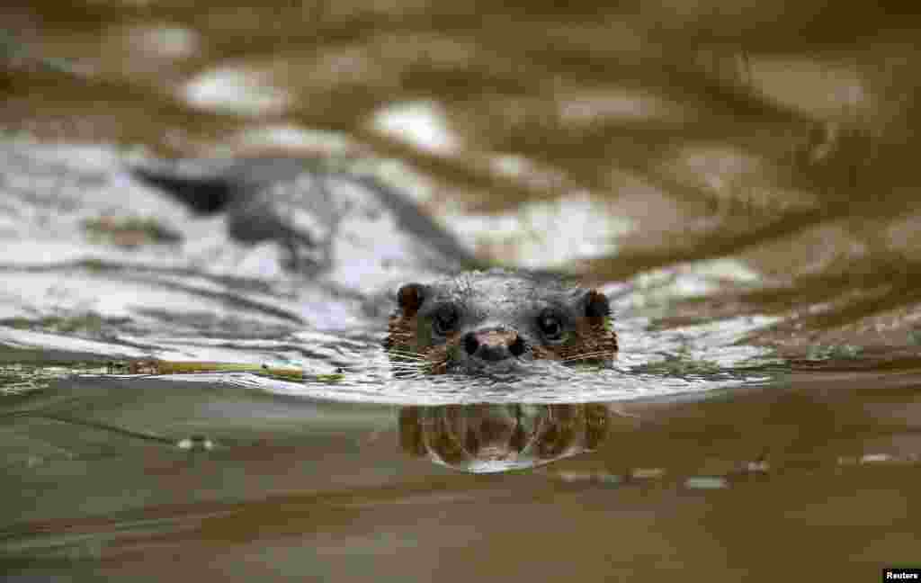 An otter swims in a river near the abandoned village of Pogonnoe, Belarus.