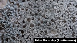 Цьвільны грыбок пад павелічэньнем