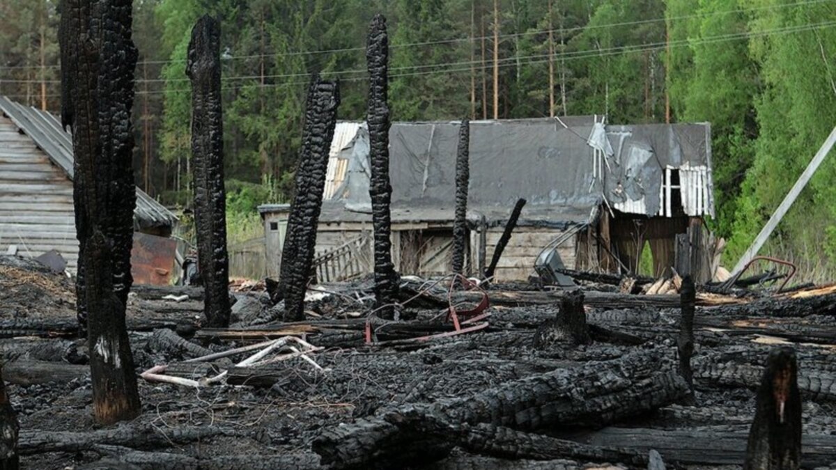 Экологические последствия пожаров. Лес после пожара. Последствия лесных пожаров. Дерево после пожара.