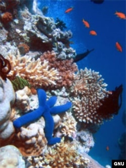 Улуу маржан рифи, Австралия.