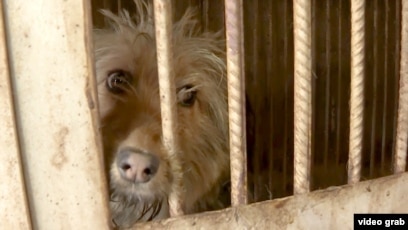 Екі қол кискада және есекте