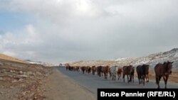 Bringing the horses down from summer pastures