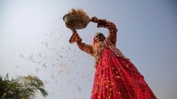 یک زن هندی در حال برداشت برنج در احمدآباد هند