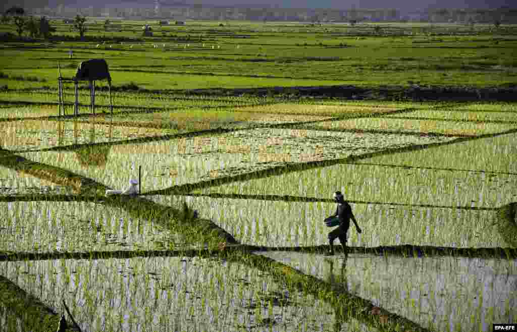 An Indian farmer scatters fertilizer on his newly planted paddy field in the Morigaon district of Assam. (epa-EFE/STR)