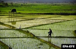 Индийский крестьянин разбрасывает удобрения на своем недавно засеянном рисовом поле. Штат Ассам, Индия, 28 февраля 2021 года