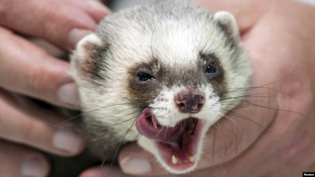 Kharkiv's Fred the Ferret won't give up without a fight!