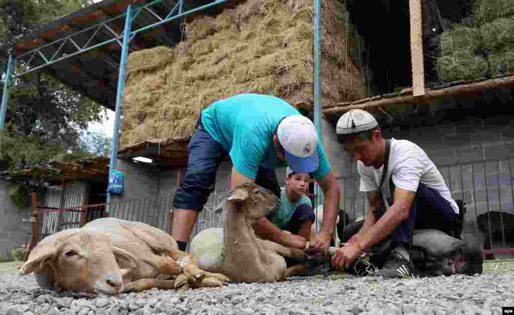 Kyrgyz men tie up sacrificial sheep at a livestock market in Bishkek.