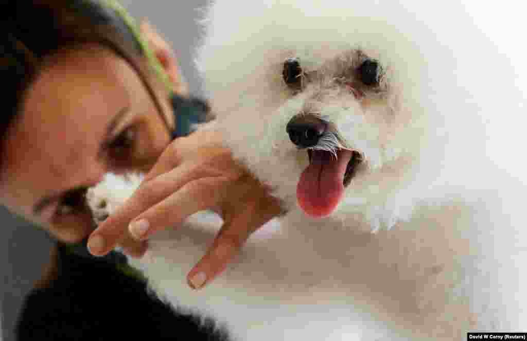 A groomer cuts the claws of a dog after pet-grooming salons have been reopened in Prague as the coronavirus lockdown continues. (Reuters/David W Cerny)