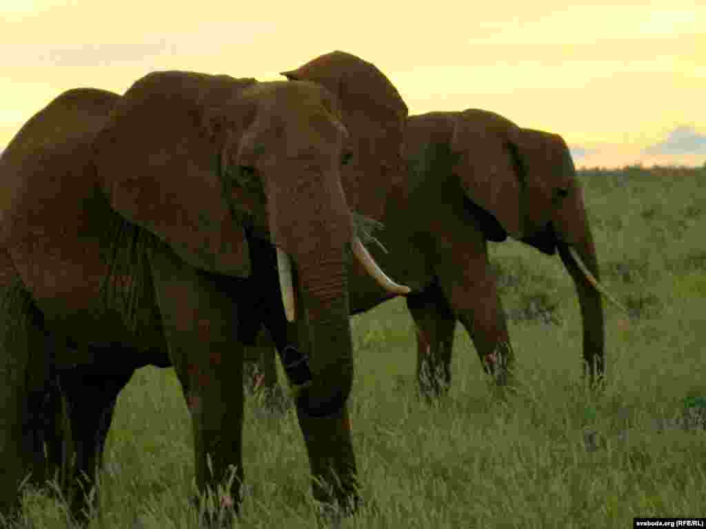 Афрыканскі слон