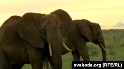 Elefantët