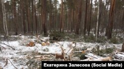 Рубка леса в Приангарье
