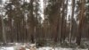 Приангарье: на чиновников Минлеса завели уголовное дело