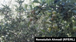 آرشیف، باغ سیب