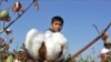 Uzbek Students Used To Pick Cotton