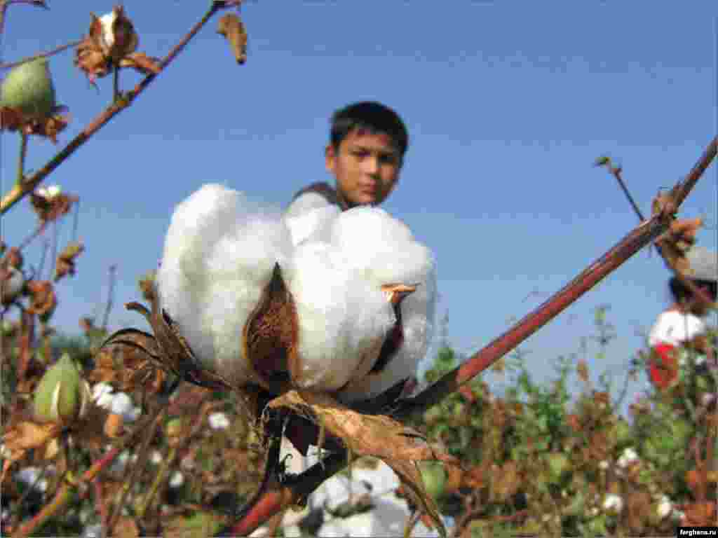 A young boy picks cotton in a field in Uzbekistan.