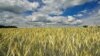 Russia Cuts Off Wheat, Other Grain Exports