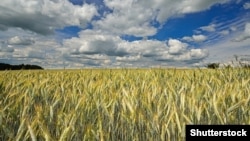 Russia is the world's largest wheat exporter. 