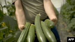 A Spaniah farmer holds cucumbers in a field in Malaga. Madrid says the issue should be treated as a "common problem" and demanded European Union compensation for Spanish and other European producer countries hit by the crisis.