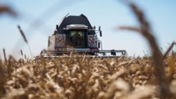 RUSSIA - harvesting in the Krasnodar Territory, 06Jul2017