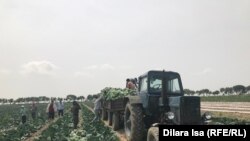 Аксе аз бойгонӣ аз як хоҷагии деҳқонӣ дар вилояти Туркистони Қазоқистон.