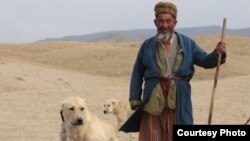 Чўпон итлари биалн.