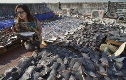 Гражданская экоактивистка с фото убитой акулы - на фоне тысяч сушащихся акульих плавников. Китайский порт Сямынь, 2019 год