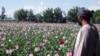 Blight Hits Afghanistan's Poppy Crop