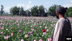 A farmer checks poppy fields in Kandahar, Afghanistan