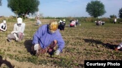 Shu kunlarda nafaqat Qoraqalpog‘iston, balki mamlakatning deyarli barcha hududlarida ishchi-xizmatchilar dalaga jalb qilingan.