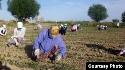 Uzbekistan - schoolboys and schoolgirls are working in cotton plantations, undated