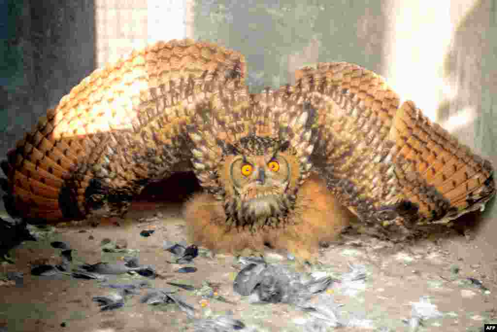 A Eurasian Eagle Owl reacts after being fed at the Society for the Prevention of Cruelty to Animals in Amritsar, India. The owl, which is rarely seen in the region, became entangled in a kite string and was rescued by SPCA members.(AFP/Narinder Nanu)