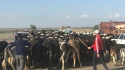 Жители затопленного села Нурлы Жол отгоняют скот на возвышенность.