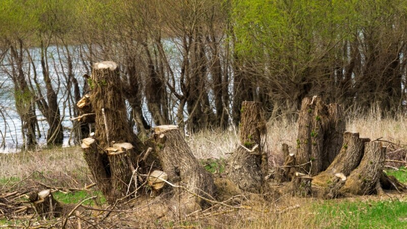 Ялта: чиновник не привлек к ответственности виновных в незаконной вырубке деревьев – Следком