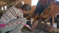 Russian Farm Offers Work And Community For Intellectually Disabled