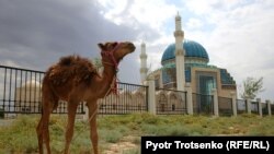 Верблюжонок на фоне мечети в городе Туркестане.