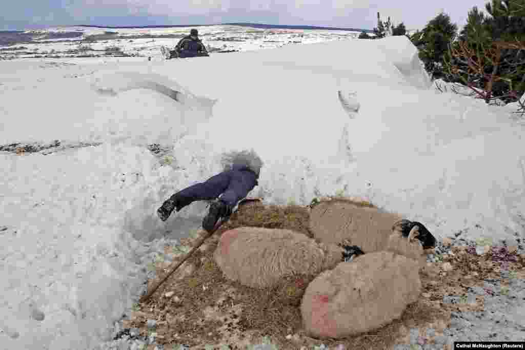 Farmer Donald O&#39;Reilly searches for sheep or lambs trapped in a snowdrift near weakened animals that had just been rescued, in the Aughafatten area of County Antrim, Northern Ireland. At least 140,000 homes and businesses in Northern Ireland were left without power over the weekend following heavy snowfall that caused snowdrifts of up to 5 meters. (Reuters/Cathal McNaughton)