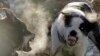 Собачьи бои под видом тестовых испытаний прошли на Ставрополье