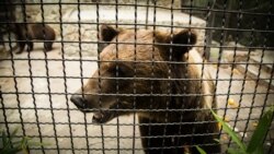Ведмідь в парку «Тайган»