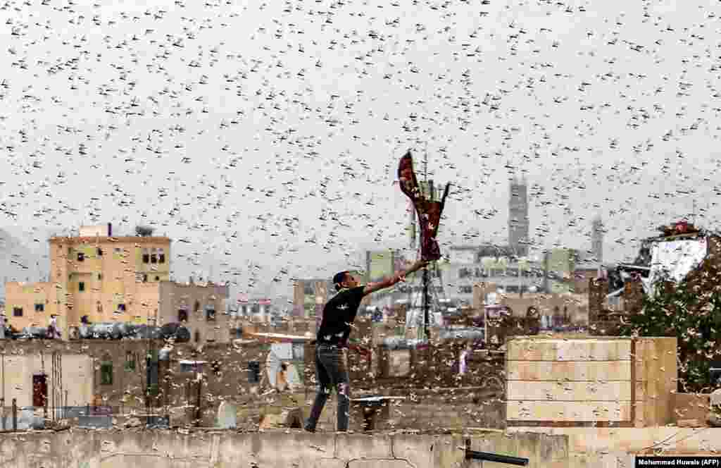 A man tries to catch locusts while standing on a rooftop as they swarm over the Huthi rebel-held Yemeni capital, Sanaa, on July 28. (AFP/MOhammed Huwais)