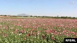 مزرعه کوکنار در افغانستان