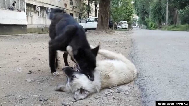 Бездомные собаки на улицах Душанбе