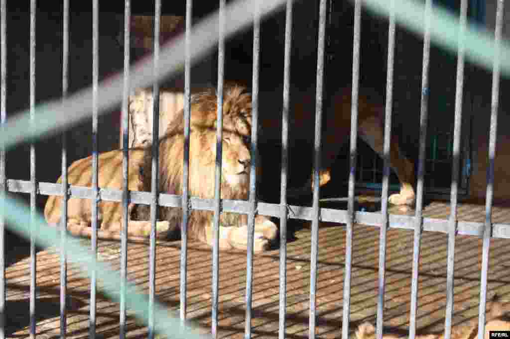 “Ошиқон”-и ҳайвонот #31