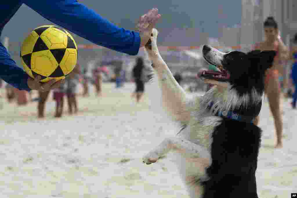 Border collie imena Floki daje peticu treneru Gustavu Rodriguesu pred meč u footvolleyju, koji je kombinacija fudbala i odbojke, na plaži Leblon u Rio de Janeiru, 8. septembra.