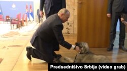 Predsednik Rusije Vladimir Putin sa psom koji je dobio na poklon od predsednika Srbije Aleksandra Vučića