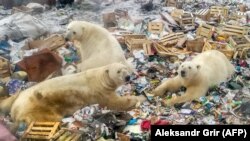 Jegesmedvék egy szemétdombról táplálkoznak 2018. október 31-én, miután beszűkült az életterük Oroszországban, a távol-keleti Novaja Zemlja félszigeten